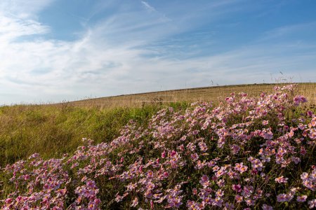 Téléchargez les photos : Jolies fleurs roses d'anémone poussant dans la campagne du Sussex avec un ciel bleu au-dessus - en image libre de droit
