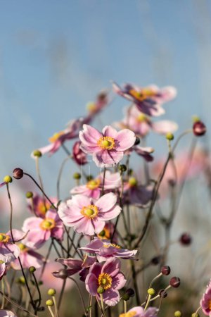 Téléchargez les photos : Un gros plan de fleurs d'anémones japonaises roses avec un ciel bleu derrière - en image libre de droit