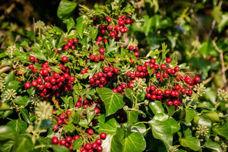 Photo for Hawthorn berries and ivy growing in the Sussex countryside in late summer - Royalty Free Image