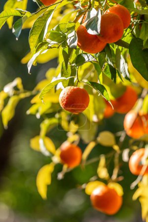 Téléchargez les photos : Oranges mûres de Séville sur un arbre, avec une faible profondeur de champ - en image libre de droit