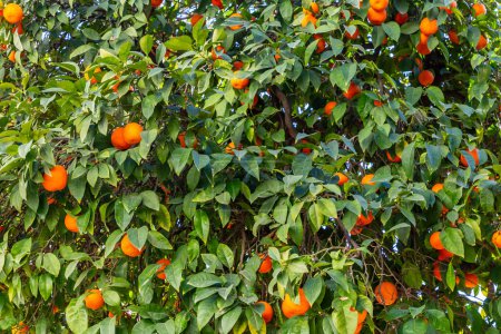 Téléchargez les photos : Oranges amères croissant dans la ville espagnole de Séville - en image libre de droit