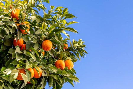 Téléchargez les photos : Oranges sur un arbre à Séville, par une journée ensoleillée de février - en image libre de droit