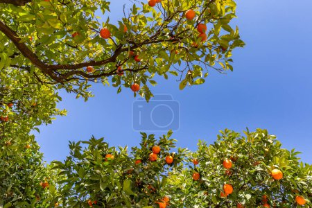 Téléchargez les photos : Oranges de Séville poussant au soleil, avec un ciel bleu au-dessus - en image libre de droit