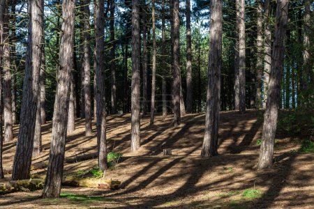 Photo for Formby pinewoods on the Merseyside coast, on a sunny spring morning - Royalty Free Image