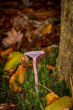 Photo for A fungus and fallen leaves in Sussex woodland, on an October day - Royalty Free Image