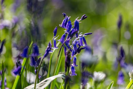 Photo for Pretty bluebell flowers in Sussex woodland, on a sunny April day - Royalty Free Image