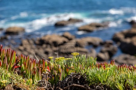Foto de Coastal succulents on a cliff top on the Cornish coast, with a shallow depth of field - Imagen libre de derechos
