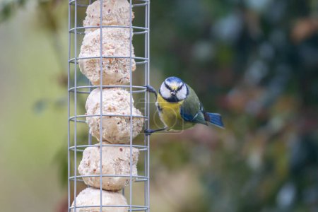 A close up of a blue tit in a Sussex garden