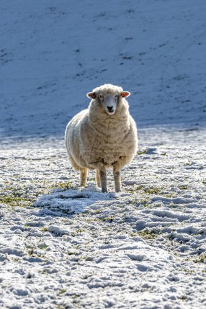 Photo for A sheep on Ditchling Beacon in the South Downs on a sunny winter's day with snow on the ground - Royalty Free Image