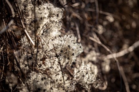 A close up of Old Man's Beard in the winter sunshine, with a shallow depth of field