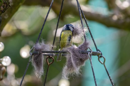 A blue tit with a beakful of cat fur to use for spring nest building, with a shallow depth of field