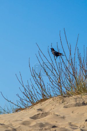 A crow perched on a branch in the sand dunes, at Formby in Merseyside