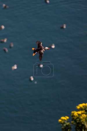 Ein Papageientaucher fliegt an einem sonnigen Julitag über den Ozean auf der Insel Skomer