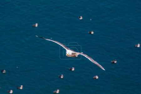 A seagull in flight over the ocean, with defocused puffins in the water below, at Skomer Island off the Pembrokeshire coast