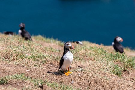 An Atlantic Puffin on Skomer Island, on a sunny July day, with a shallow depth of field