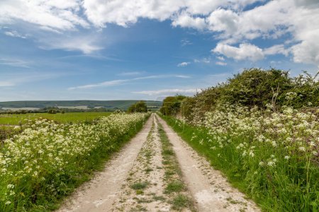 Foto de Una vista a lo largo de un sendero de tiza en el campo de Sussex, en un soleado día de primavera - Imagen libre de derechos