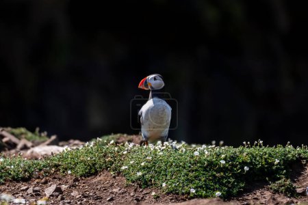 A puffin standing on a cliff top on Skomer Island, with a shallow depth of field