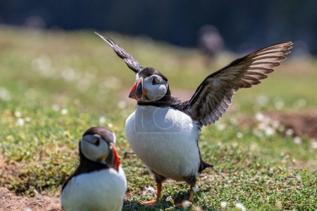 A Fratercula Arctica, commonly known as a puffin, with spead wings, on Skomer Island