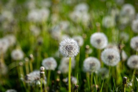 The seed heads of taraxacum, commonly known as dandelions, with a shallow depth of field
