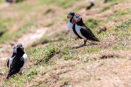 Two pairs of puffins on Skomer Island, looking like they're having a converstaion