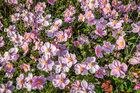 A full frame photograph of pink anemone flowers in bloom