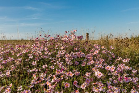 An abundance of japanese anemone flowers in the Sussex countryside, with a blue sky overhead