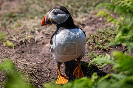 A close up of an Atlantic Puffin on Skomer Island, with a shallow depth of field
