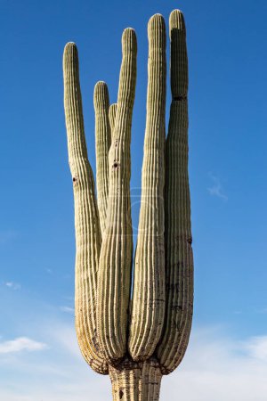 A saguaro cactus in the desert with a blue sky overhead