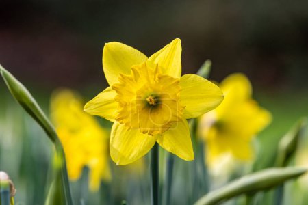 A vibrant yellow daffodil in early spring