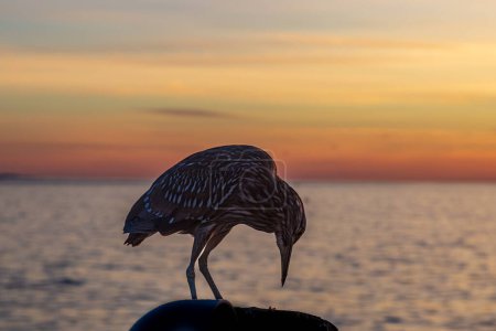A heron at the coast at sunset