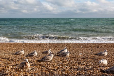 Strand von Brighton an der Küste von Sussex, mit Möwen auf den Kieselsteinen