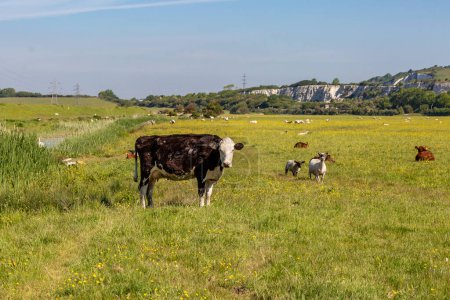 Eine Kuh blickt in die Kamera und andere Kühe und Schafe auf dem Feld dahinter, an einem sonnigen Frühlingstag in Sussex