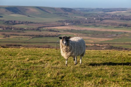 Nahaufnahme eines Schafes auf einem Feld in den South Downs, an einem sonnigen Januartag