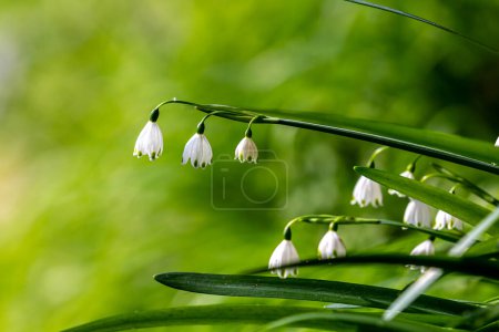 A close up of summer snowflake flowers blooming on a sunny spring day
