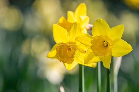 Hübsche Narzissen blühen in der Frühlingssonne