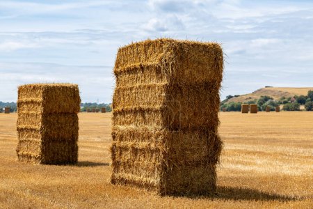 Hay stacks in a field in Kent, on a sunny summer's day