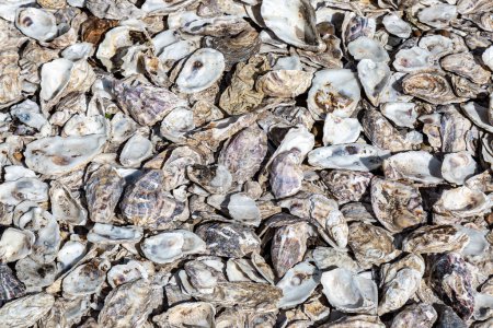 Looking down at an abundance of oyster shells on a sunny day