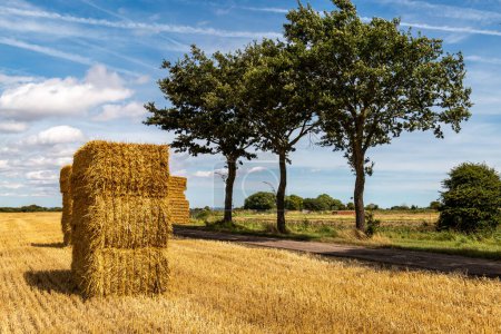 A rural Kent farm landscape after harvest