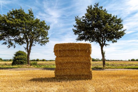 A rural Kent farm landscape after harvesting, on a sunny summer's day