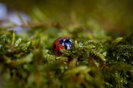 A lady bird in Sussex woodland, on an early spring day