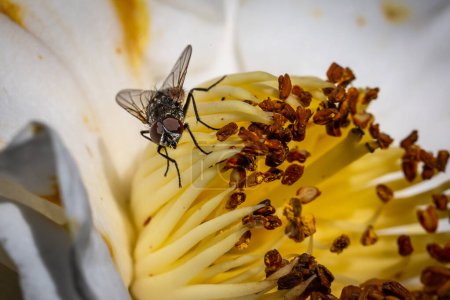 Makrofotografie einer Fliege auf Staubblumen