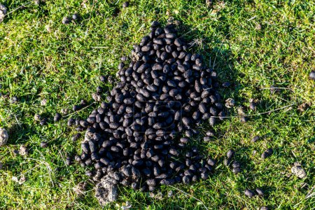 Looking down at a pile of sheep droppings in a field in Sussex
