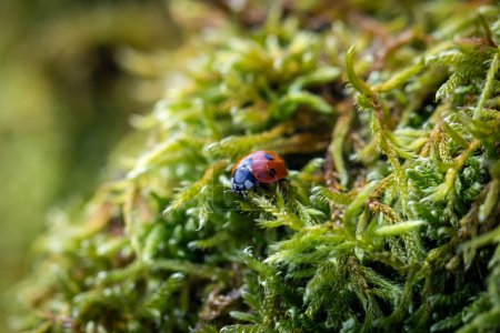 A close up of a ladybird on moss, with a shallow depth of field