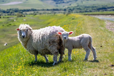 Eine ländliche Landschaft in Sussex mit Mutterschaf und Lamm, die in die Kamera schauen