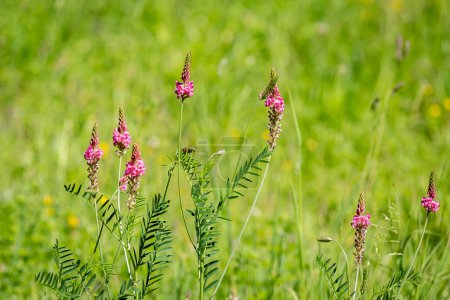 A close up of common sainfoin flowers in rural Sussex, with a shallow depth of field
