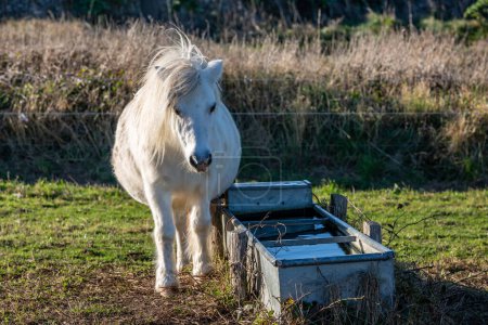 Un primer plano de un pony blanco en Sussex rural, de pie junto a un abrevadero