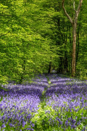 Ein idyllischer Blauglockenwald im ländlichen Sussex, an einem sonnigen Frühlingstag