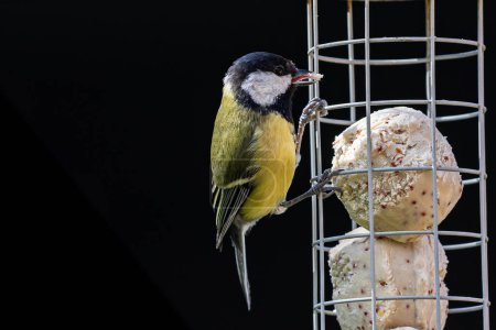 A close up of a Parus Major, commonly known as a Great Tit, perched on a garden bird feeder in spring