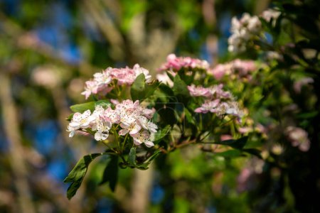 Eine Nahaufnahme der Blumen an einem Weißdornbaum, in der Frühlingssonne