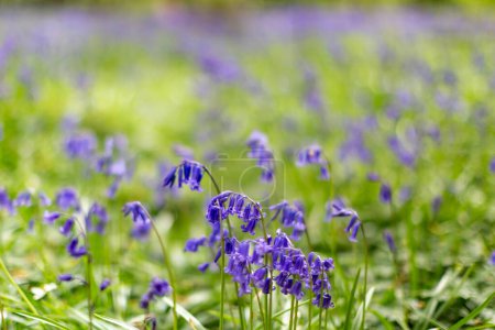 Bluebell flowers in the spring sunshine, with a shallow depth of field